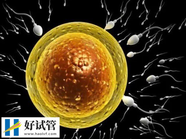 试管婴儿期间卵子质量不好是为什么