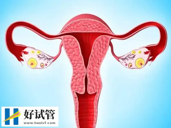 内膜16mm能不能移植胚胎(图1) 子宫内膜16做试管太厚了