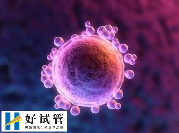 女性做试管期间检查阴超的次数(图3) 阴道B超可以帮助医生确定准确的排卵时间