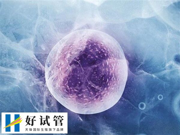 做试管婴儿为什么不能移植鲜胚(图1) 取卵后内膜过薄医生会建议进行胚胎冷冻