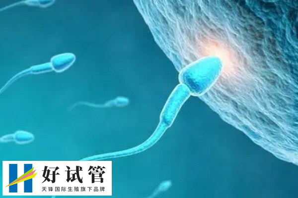 男方取精第二次怀孕的概率(图1) 取精第二次怀孕几率在40%-60%