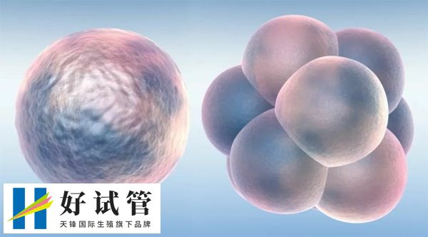供卵和自卵的区别在哪里(图1) 供卵试管成功率高
