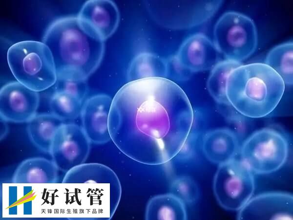 试管移植后翻倍正常却出血咋回事(图2) 试管移植后多注意休息