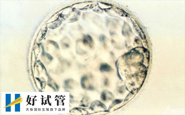 移植6天囊胚的成功率是多少(图2) 试管着床失败和子宫的健康问题有关