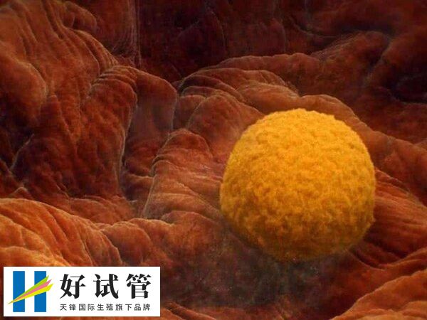 4bc的囊胚质量如何(图2) 4BC的囊胚移植成功率大约40%-50%