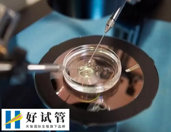 囊胚和冻囊胚哪个着床快些(图2) 冻囊胚和鲜囊胚着床时间一样吗,有什么区别