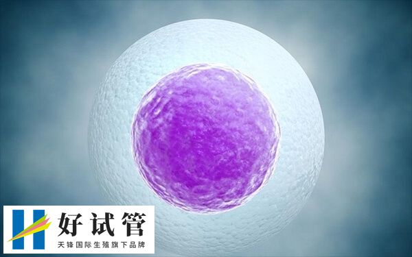 什么样囊胚算质量好(图2) 1期2期又被统称为早期囊胚