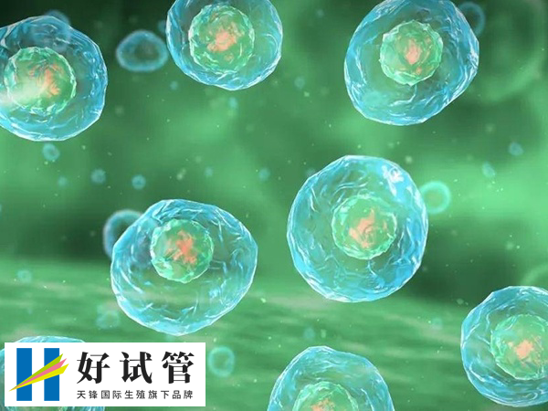 取卵5个卵泡是否可以做三代试管吗(图1) 只取5个卵泡可以做三代试管