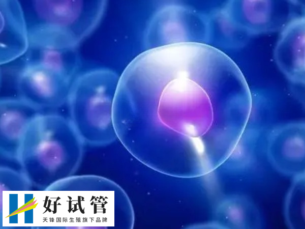 试管基础卵泡质量和数量哪个影响更大(图2) 卵泡的数量和质量是十分重要的