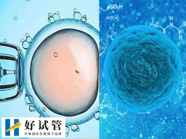 取卵时能不能看出卵子质量(图2) 取卵是辅助生殖技术中的一个步骤