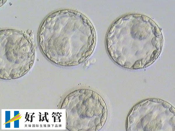 移植囊胚和三天胚胎是否一样
