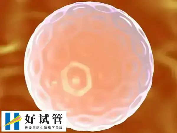 c级胚胎移植有成功的你要知,年轻女性受孕率高达30%(图2) C级胚胎的移植成功率通常较低