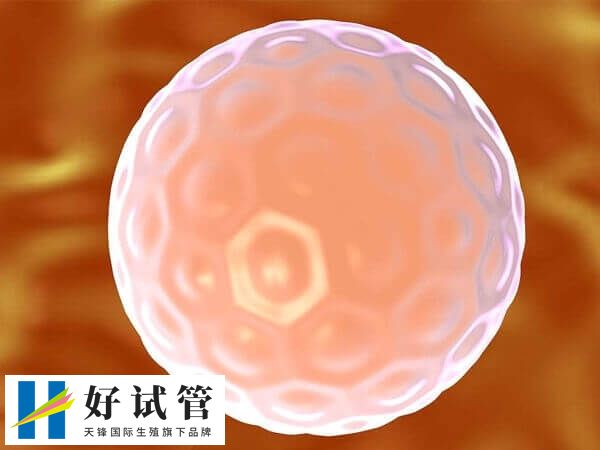 3天胚胎和5天囊胚有什么区别(图2) 3天鲜胚通常由6-10个细胞组成
