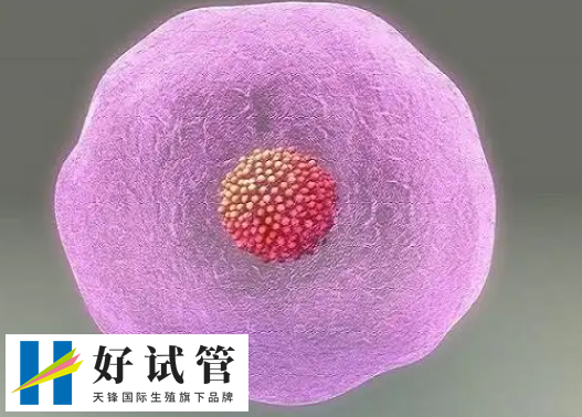 移植14天后HCG血值多少算正常？一文讲清关键数据和应对建议
