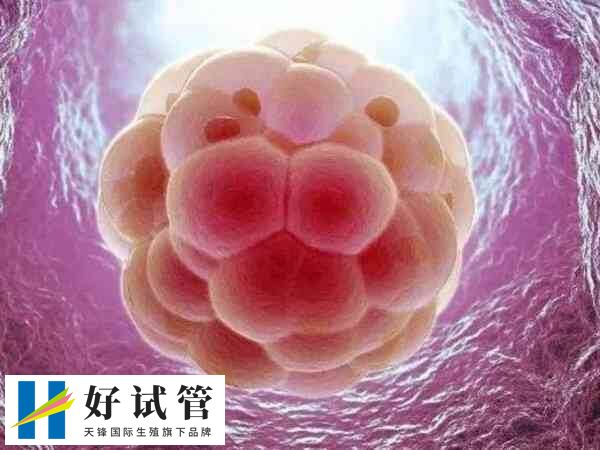 单胚胎和多胚胎移植哪个好(图1) 多胚胎移植可能提高单次移植的妊娠成功率