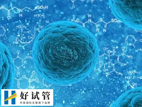 三代试管10个囊胚能筛出几个(图1) 三代试管10个囊胚的筛出数量受多种因素影响