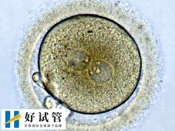 5cc是可以移植的