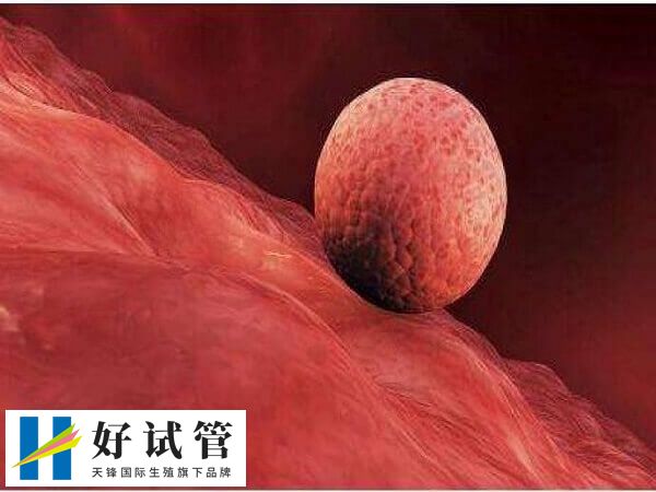 试管婴儿鲜胚移植后最晚着床时间是5天还是7天？