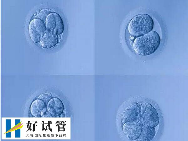 4cc级别的囊胚是质量最差的胚胎吗？成功率有多少？