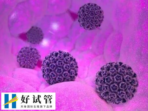 试管婴儿囊胚移植的优缺点是什么(图1) 着床率高是囊胚移植的优点