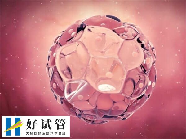 供卵移植失败的原因(图1) 供卵移植失败的原因