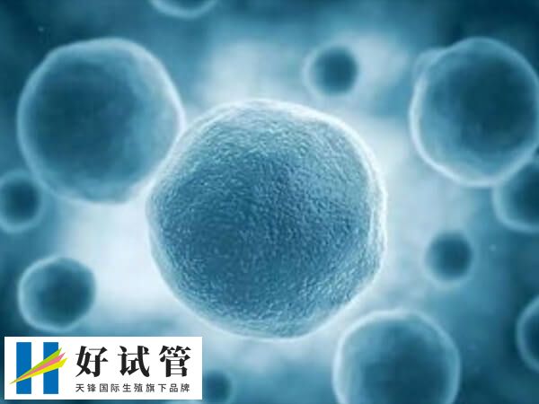 试管婴儿怎样才需要养囊