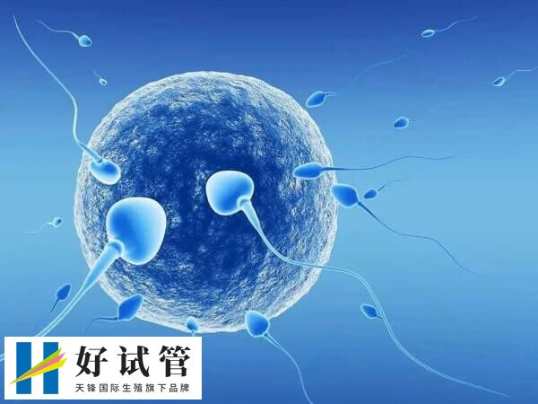 有没有移植一枚3ba囊胚成功案例