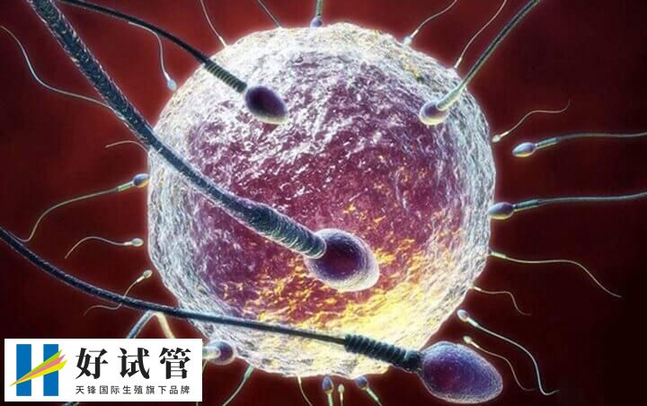 肥胖对试管婴儿有什么影响