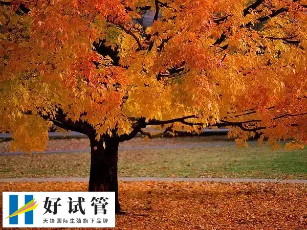 一到秋天孩子就犯鼻炎怎么回事