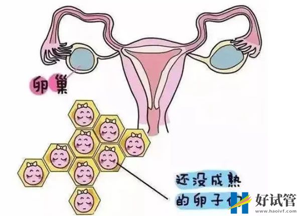 女神高圆圆怀孕了，高龄备孕该怎么办？