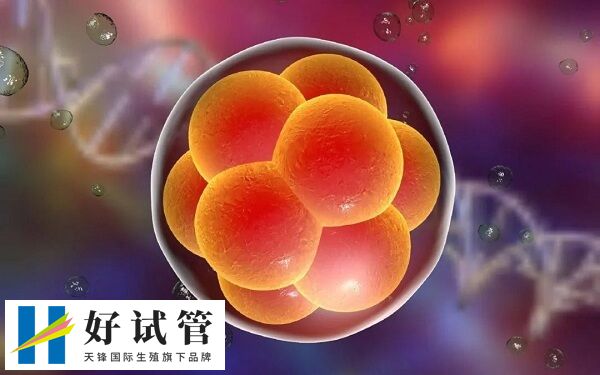 子宫内膜厚度会影响胚胎的着床情况